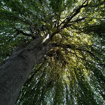 Maestrale * Nebbiuno