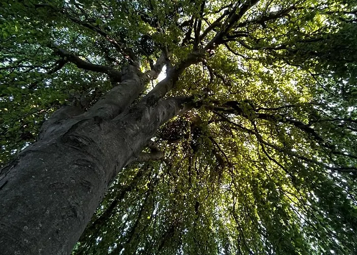 Maestrale * Nebbiuno
